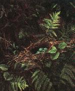 Fidelia Bridges Bird\'s Nest and Ferns china oil painting reproduction